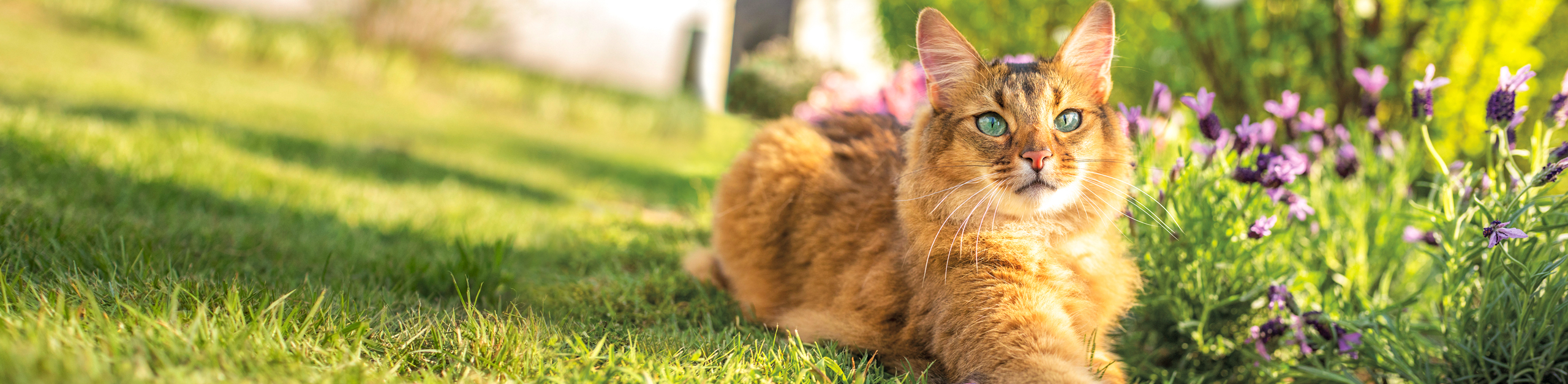 Curated visual reference: Long Lasting Flea Protection For Outdoor Cats Reference: Bravecto Fluralaner Long Lasting Flea And Tick Treatment For Dogs