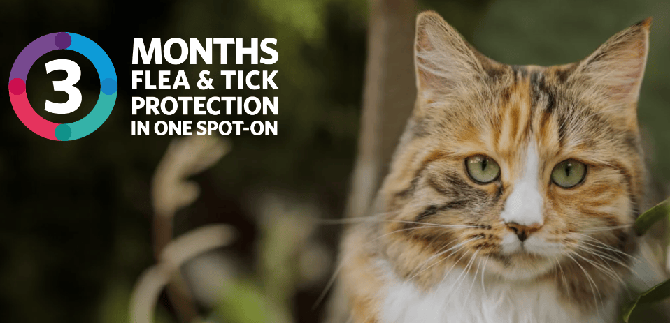 Photo inspiration: Gallery Detail: Bravecto Fluralaner Long Lasting Flea And Tick Treatment For Dogs