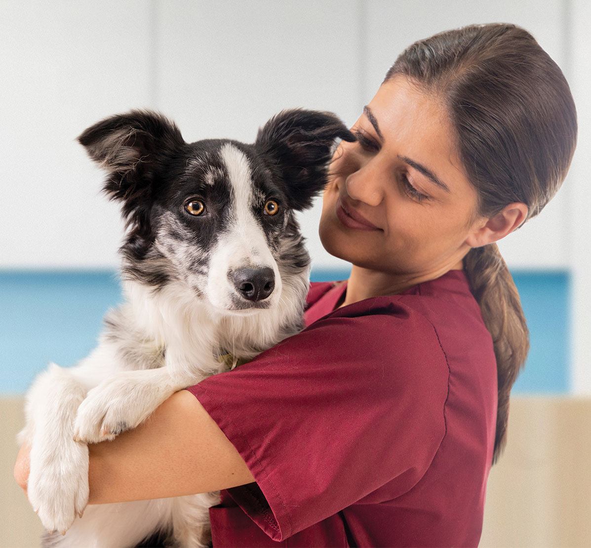 Bravecto Quantum Dose Chart