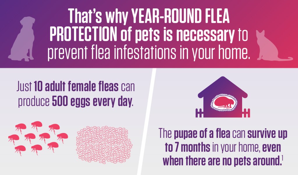 That's why year-round flea protection of pets is necessary to prevent flea infestations in your home.