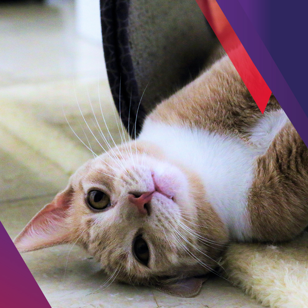 Bravecto Spot-on for Cats