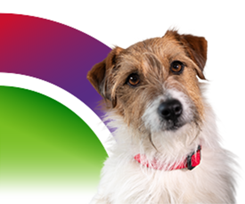 Dog with quarter circle design