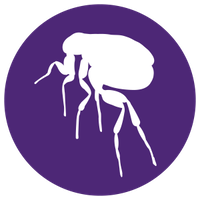 Fleas